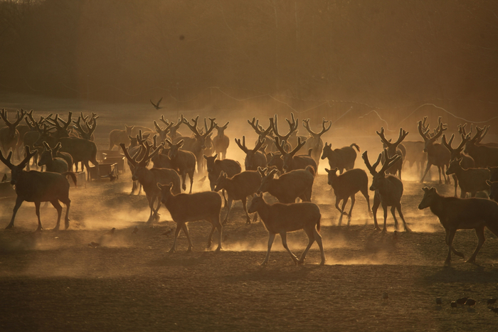 北京南海子麋鹿苑。白加德 摄