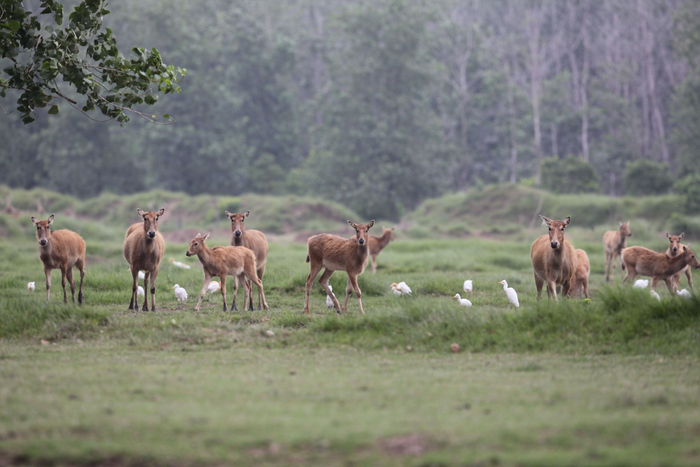 江苏省大丰麋鹿国家级自然保护区。白加德 摄