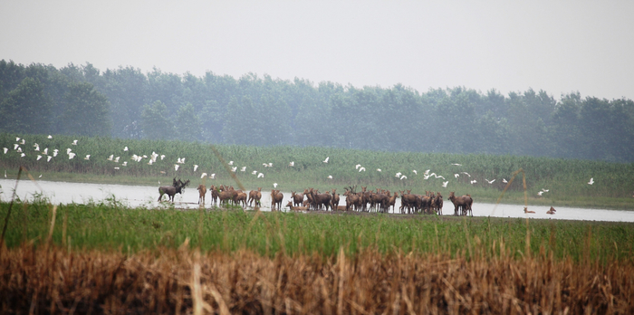 石首麋鹿国家级自然保护区。白加德 摄