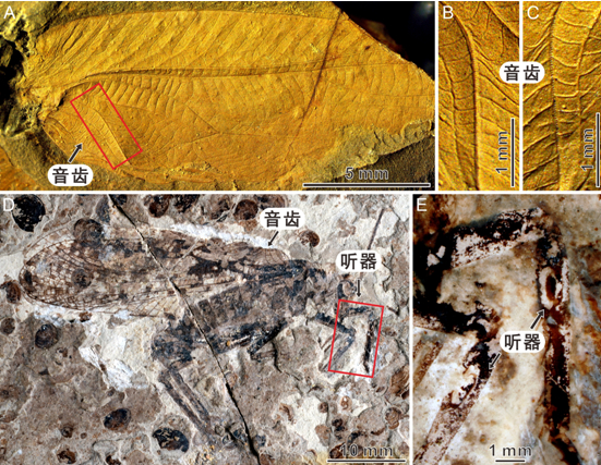 三叠纪螽斯的音齿（上）和侏罗纪螽斯的听器（下）。南古所供图