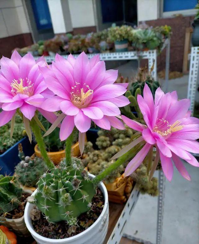 5种“刺球花”,长得像足球,浑身都是刺,开花美的惊人!|仙人球|绯花玉|仙人掌|球体|左右_新浪新闻