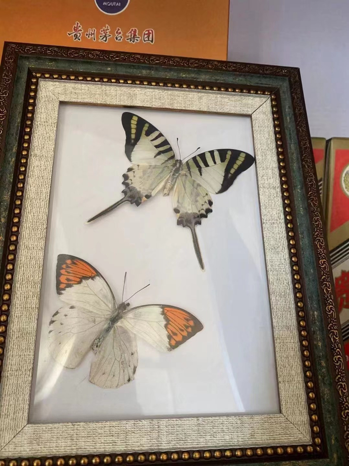 精美的蝴蝶标本。受访者供图