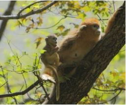 陕西周至国家级自然保护区,金丝猴在树上小憩。资料图片