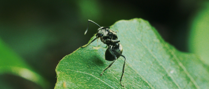 ▲海浪、古村、小小的生灵，都在一笔一笔刻画着大鹏之美。