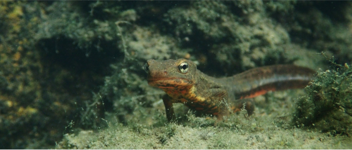 ▲偶遇国家二级保护动物香港瘰螈。