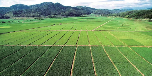 　　福建省南平市建阳区回瑶村再生稻田。　资料图