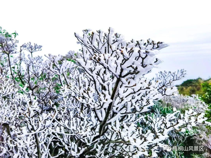 △ 图源：梧桐山风景区（2021年）