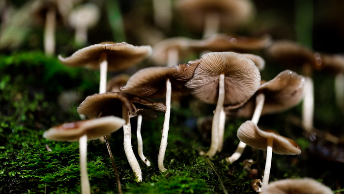 新华全媒微距镜头下的大围山保护区蘑菇王国