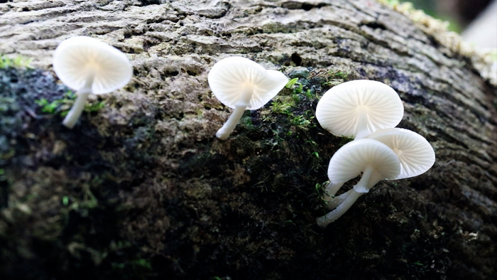 新华全媒微距镜头下的大围山保护区蘑菇王国