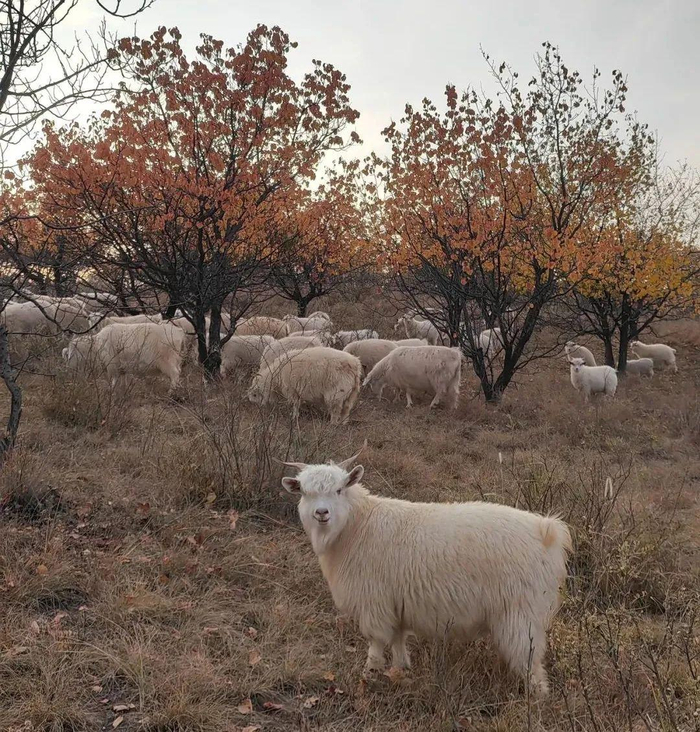 樊龙智路遇陕北放羊人。受访者供图