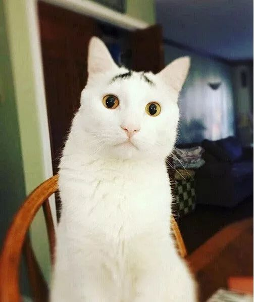 网友拍到两天生八字眉的猫,一副看起来很不开心的样子~囧!