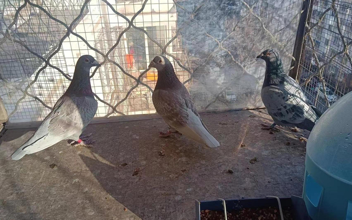 张辉在家中养的信鸽。  受访者供图