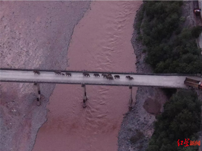 ↑北迁亚洲象南返，顺利通过元江大桥 资料图 由云南省森林消防总队提供