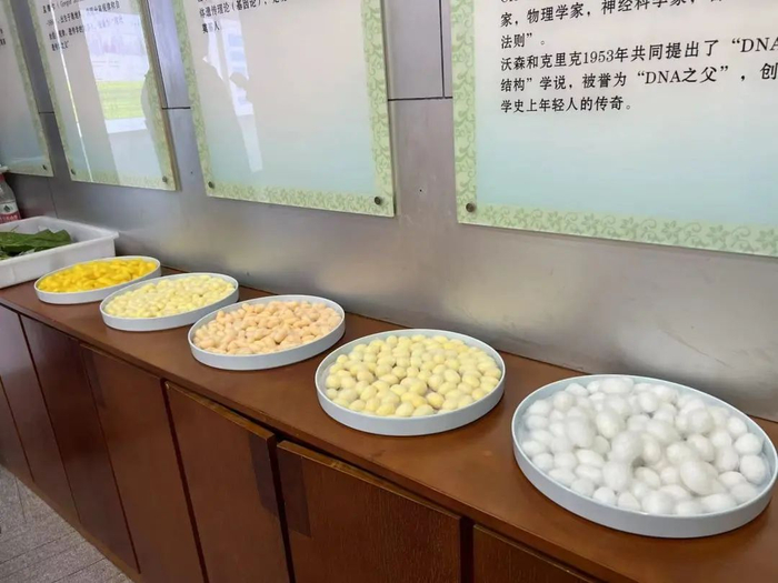 蚕茧 西南大学供图