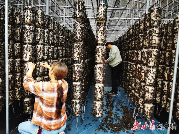 村民正在采摘木耳。  