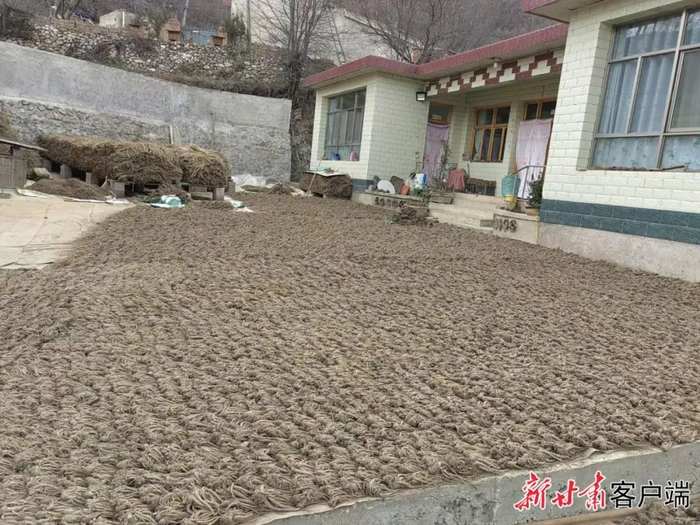 农户家中晾晒当归。