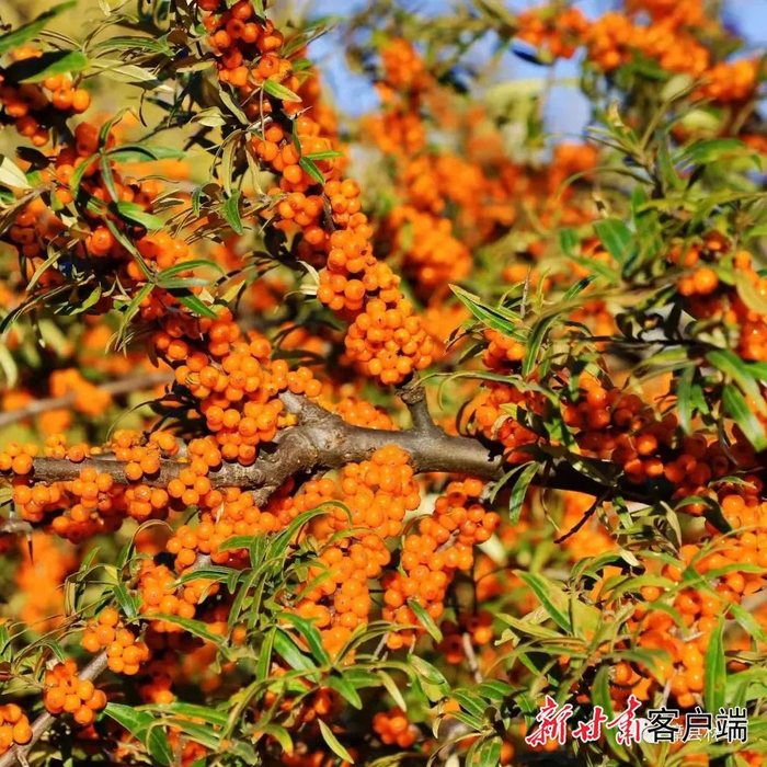 成熟的沙棘果。  