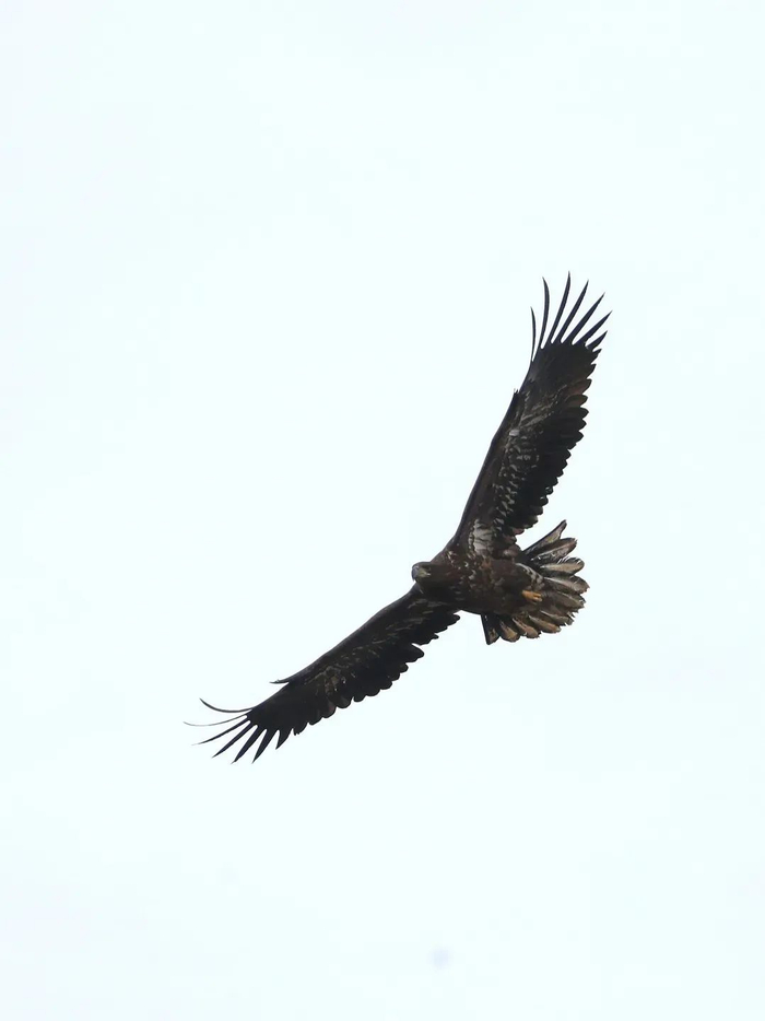 白尾海雕在空中盘旋