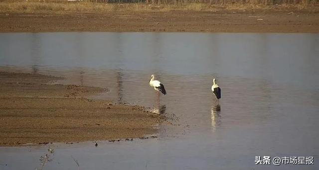 国家一级重点保护动物——东方白鹳现身董铺国家湿地公园。