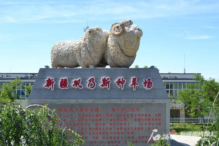 新疆巩乃斯种羊场有限公司一隅。图片由巩乃斯种羊场提供
