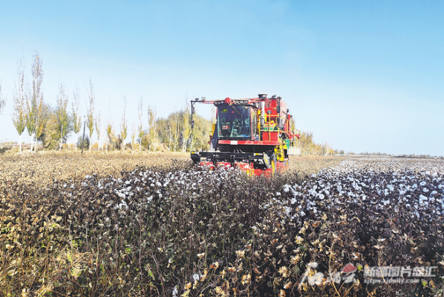 11月10日，在伽师县克孜勒博依镇其维克村连片的棉花田，采棉机在作业。周旋摄