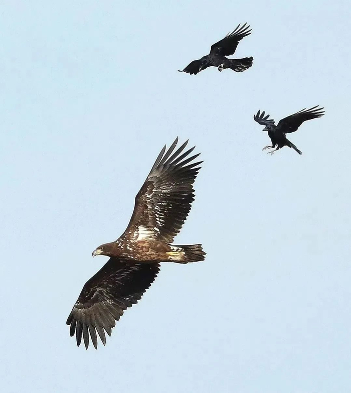 白尾海雕与乌鸦共舞