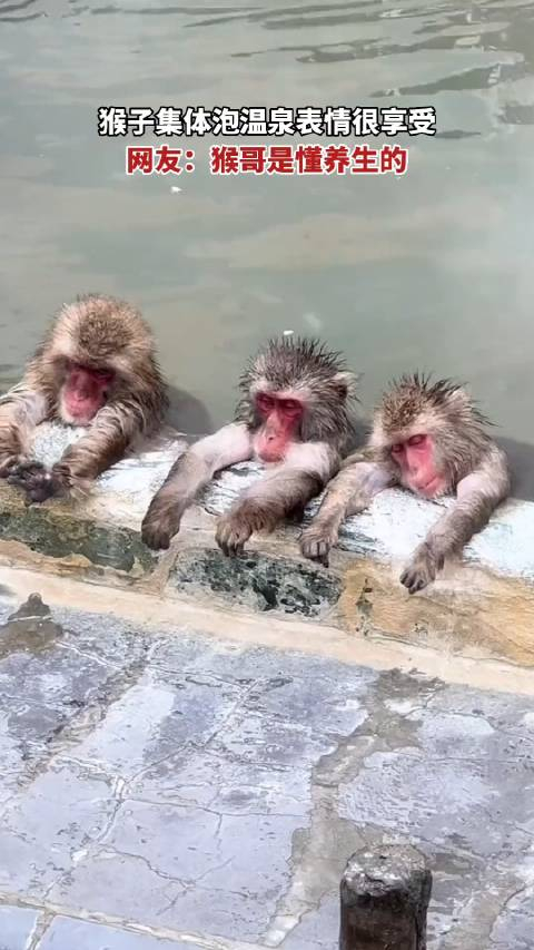 猴子集体泡温泉表情很享受,网友:猴哥是懂养生的!