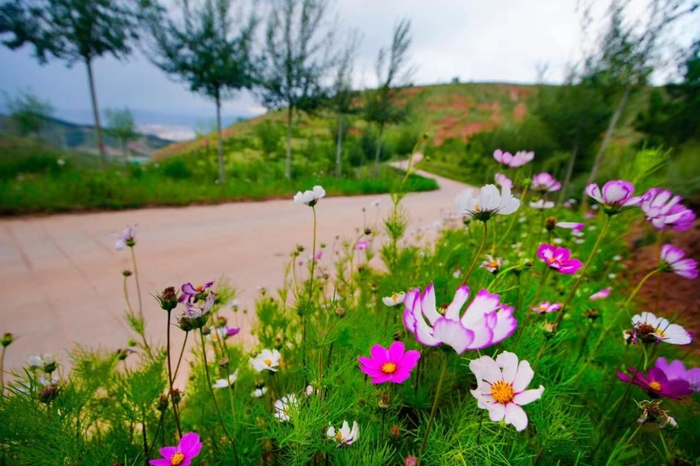环城生态公园步道，南北山共有9条路线，长107公里，路两侧种满了格桑花。  西宁市委宣传部提供