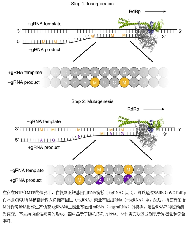 Molnupiravir诱导的新冠病毒RNA突变机制的模型。图片来源：Nature