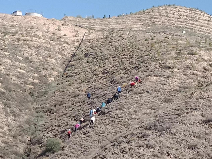 纳家山林场职工绿化南山旧照。  刘连提供