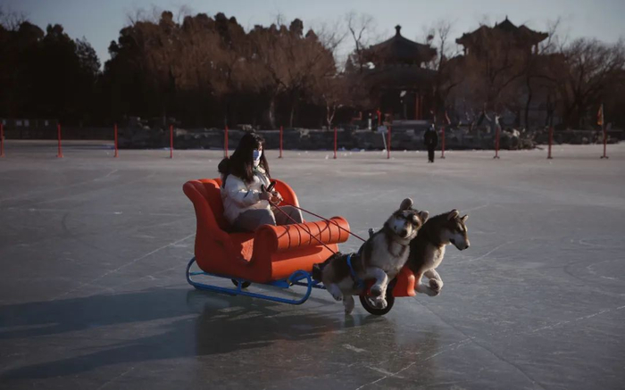▲颐和园昆明湖冰场，游客在体验“电动狗拉雪橇”。新京报记者 薛珺 摄