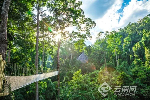 西双版纳州文旅局、望天树景区供图