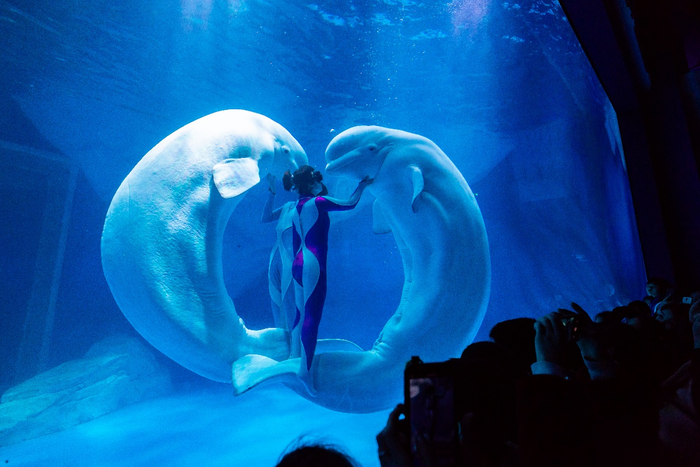 新年节目精彩纷呈。