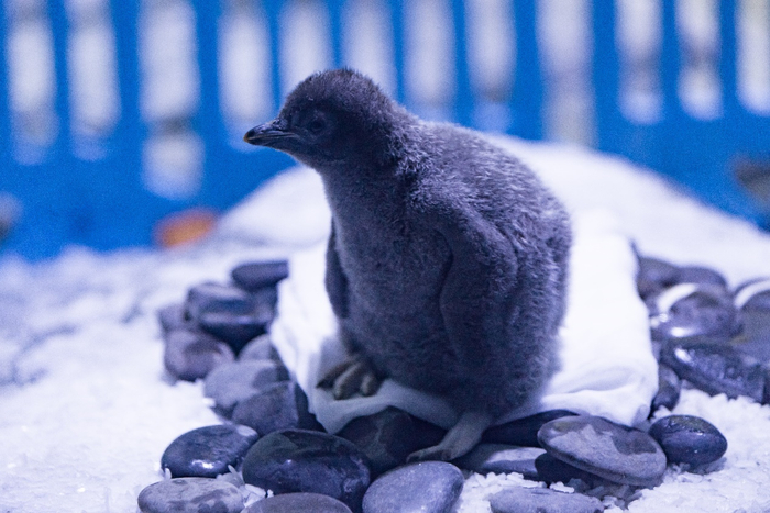 新出生的企鹅  本文图片均由上海海昌海洋公园供图 