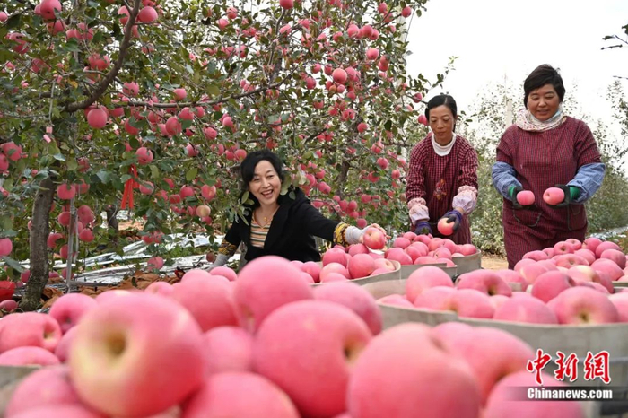 采摘苹果。烟台市委宣传部供图