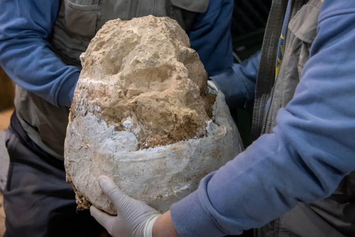 “郧县人”3号头骨化石提取现场