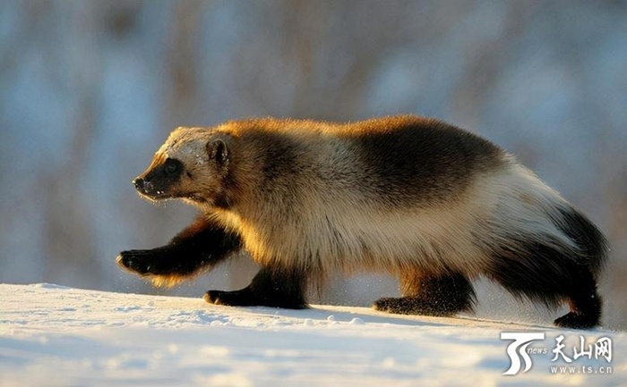 貂熊。 阿尔泰山国有林管理局哈巴河分局供图