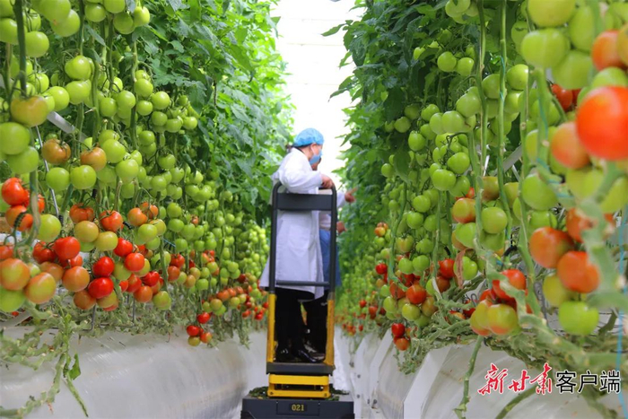 民乐县张掖海升公司的工作人员在查看串番茄长势。新甘肃·甘肃日报通讯员 尚明