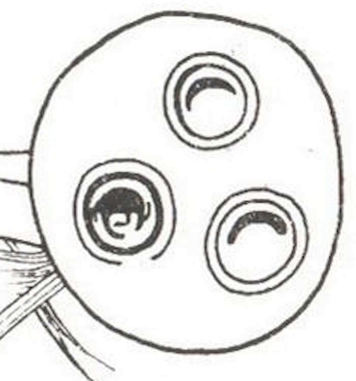 图21包山二号楚墓出土的陶罐及封缄器口的封泥（采自《包山楚墓》）