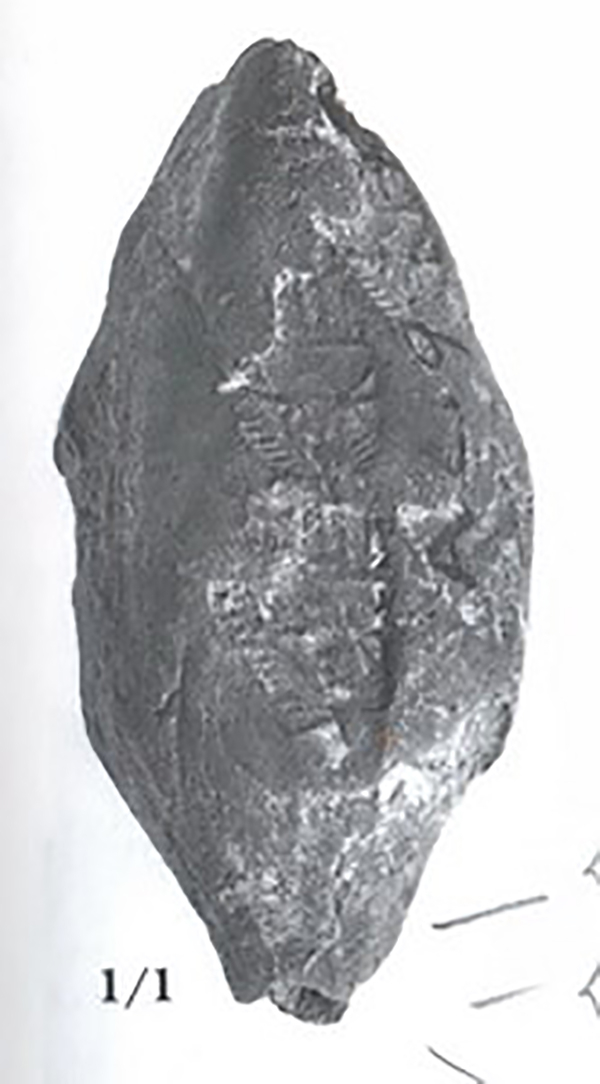 图1 阿尔帕起亚遗址出土的泥团