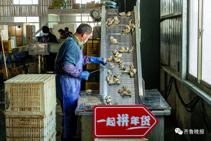 ▲刚捕捞上来的生蚝，通过设备清洗和人工二次清洗，洗去表面90％的淤泥和附着物，进入自动化分拣流程。