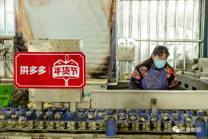 ▲传送带上有称重装置，不同规格的乳山生蚝途经不同区域时，自动落入不同的筐内。