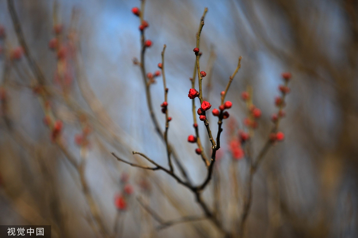 2023年1月2日，江苏省淮安市，古淮河畔梅花含苞欲放。 视觉中国 图