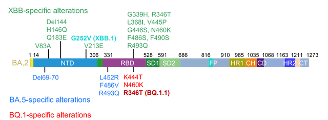 图5：XBB毒株突变示意图。作者供图