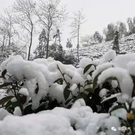 ▲2022年2月23日茶园积雪（上：绍兴柯桥，下：德清莫干山）