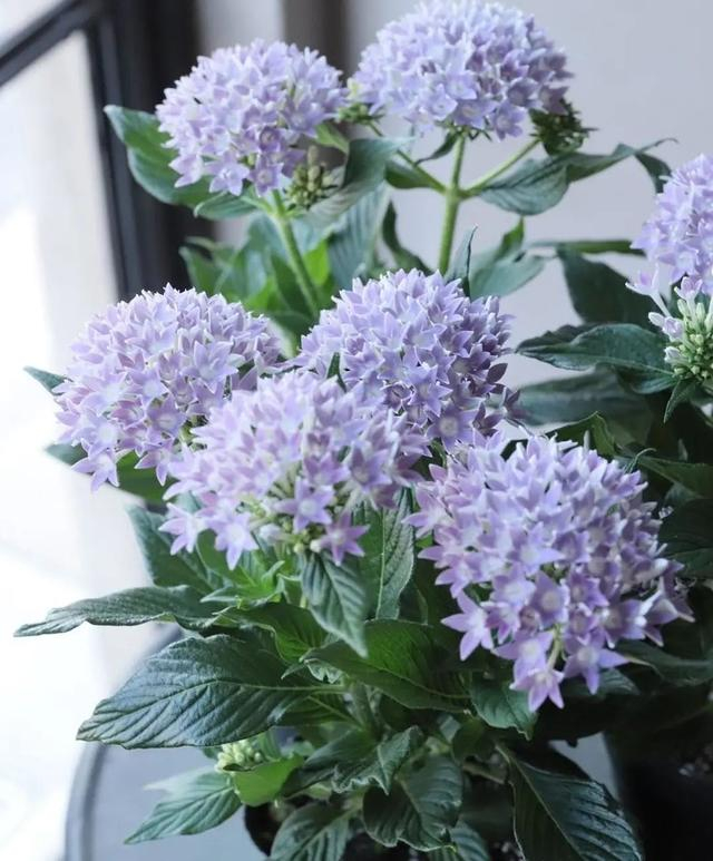 五星花|繁星花|南方_新浪新闻