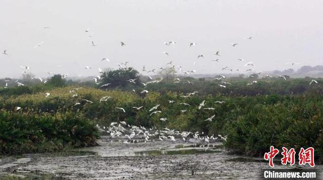 海丰国际重要湿地的鸟类成群出现 广东省林业局 供图 