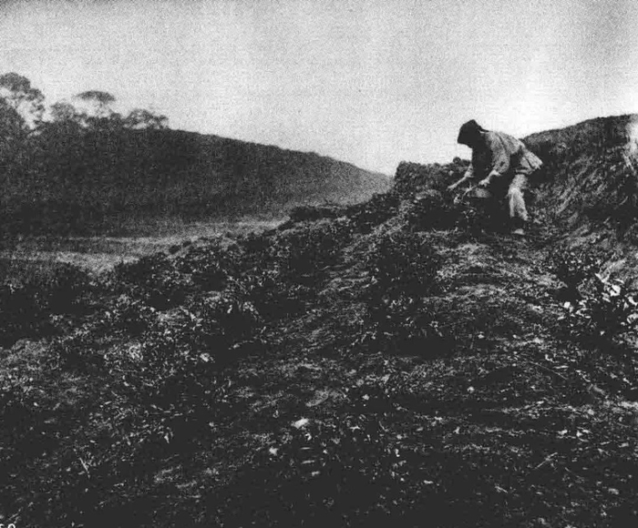 约翰·汤姆逊在1871年拍摄的福建武夷山茶田的照片。　