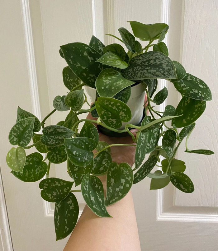 与众不同的银星绿萝,叶面长满银斑的耐阴观叶植物__财经头条