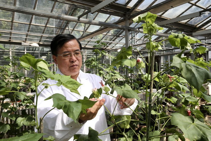 中国农科院棉花研究所棉花分子遗传改良创新团队负责人李付广在温室查看棉花表型。受访者供图